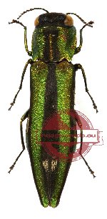 Agrilus sp. 4 (A-)