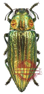 Chrysodema aurofoveata Guérin, 1830 (5 pcs)