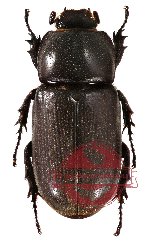 Ceratoryctoderus mototanii Yamaya, 2011 (PARATYPE) A2