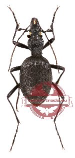 Cychrus (s.str.) sinicus (5 pcs A2)