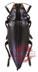 Chrysodema (Pseudochrysodema) radians (2 pcs)