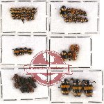Scientific lot no. 152 Chrysomelidae (Cryptocephalini) (49 pcs)