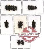 Scientific lot no. 39 Histeridae (14 pcs)