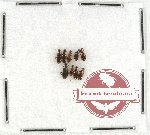 Anthicidae Scientific lot no. 20 (9 pcs)