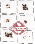 Anthicidae Scientific lot no. 14 (61 pcs)