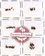 Anthicidae Scientific lot no. 15 (40 pcs)