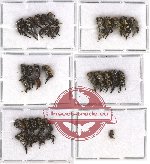 Scientific lot no. 11 Mordellidae (38 pcs)