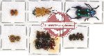 Scientific lot no. 156 Chrysomelidae (16 pcs)