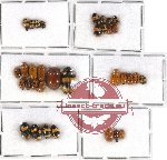 Scientific lot no. 153 Chrysomelidae (Cryptocephalini) (34 pcs)