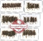 Scientific lot no. 22 Cleridae (43 pcs - 23 pcs A2)