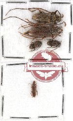 Scientific lot no. 57 Cerambycidae (5 pcs - 1 pc A2)