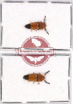 Scientific lot no. 50 Elateridae (Pachyderus spp.) (2 pcs)