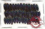 Scientific lot no. 29 Buprestidae (Coomaniela spp.) (40 pcs)