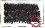 Scientific lot no. 29 Buprestidae (Coomaniela spp.) (40 pcs)