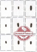 Scientific lot no. 26 Buprestidae (Toxoscellus spp.) (9 pcs A, A-, A2)