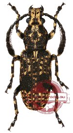 Dasycorynus riehlii