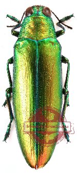Chrysochroa aurora