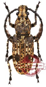 Dasycorynus riehlii Lacordaire, 1866