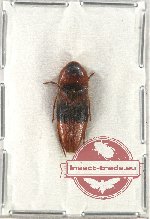 Eucnemidae sp. 1