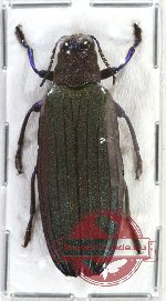 Demochroa lacordairei (20 pcs)