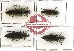 Scientific lot no. 22A Buprestidae (Iridotaenia spp.) (4 pcs - 2 pcs A-)