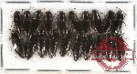 Scientific lot no. 20 Buprestidae (Sphenoptera andamanensis) (20 pcs)