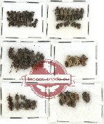 Scientific lot no. 81A Curculionidae (80 pcs)