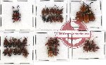 Scientific lot no. 157 Chrysomelidae (34 pcs)