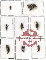 Scientific lot no. 15 Mordellidae (10 pcs)