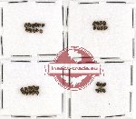 Dermestidae Scientific lot no. 4 (35 pcs)