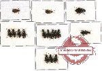 Scientific lot no. 133 Carabidae (16 pcs - 4 pcs A2)