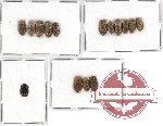 Scientific lot no. 8 Ostomidae (15 pcs)