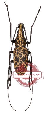 Mecotropis insignis Pascoe, 1862