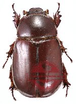 Oryctoderus gracilior (A2)