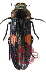 Strigoptera bimaculata (A2)