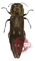 Agrilus sp. 5