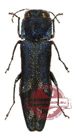 Agrilus sp. 17 (A-)