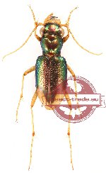 Tetracha pseudodistinguenda (10 pcs)