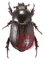 Papuana timorensis (A2)