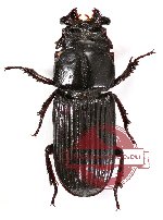 Nigidius sp. 5