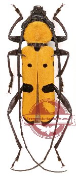 Rosalia (Eurybatus) inexpectata Ritsema, 1890 (A-)