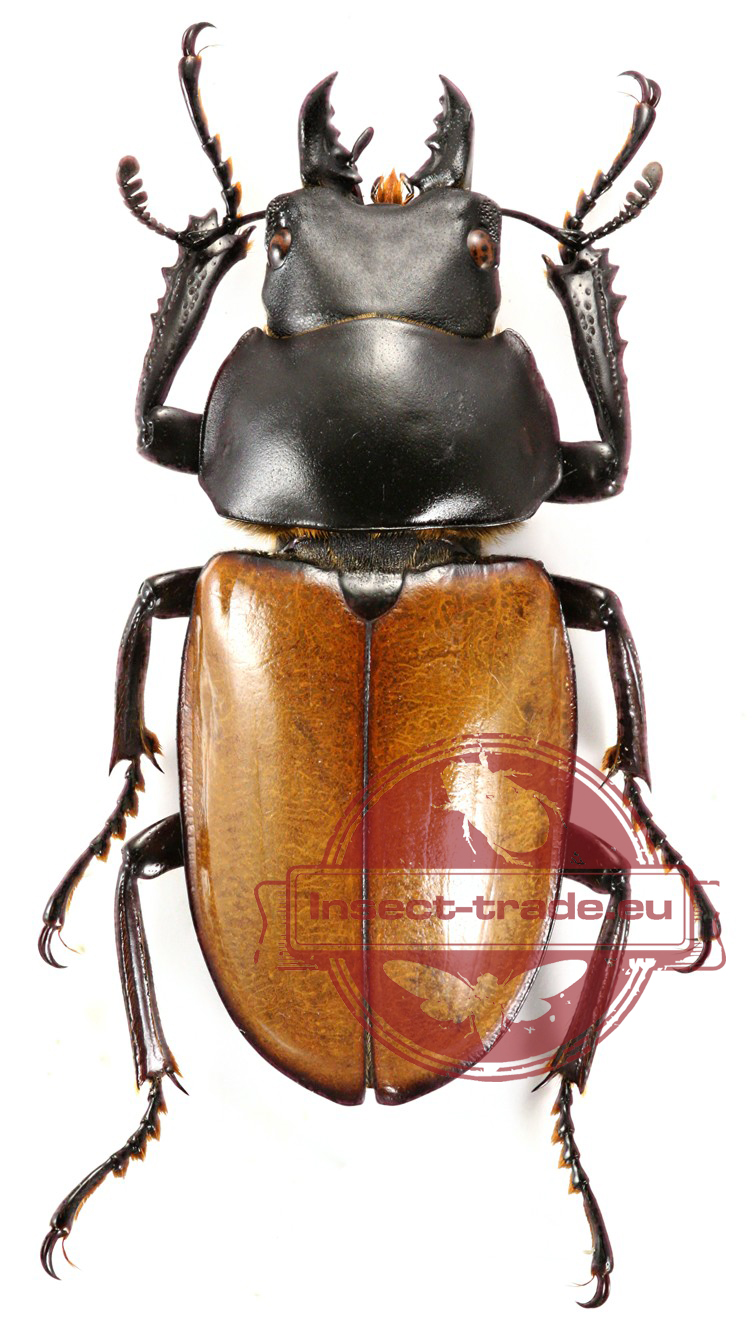 Details about   MALE NEOLUCANUS LATICOLLIS REAL INSECT INDONESIA TAXIDERMY 
