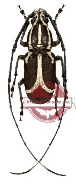Xenocerus albolineatus Blanchard, 1853