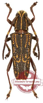 Glenea rufopunctata Gahan, 1907 (A2)