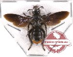 Scoliidae sp. 19