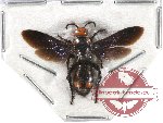 Scoliidae sp. 17 (10 pcs)