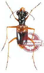 Therates punctatoviridis