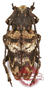 Lamiinae sp. 12B
