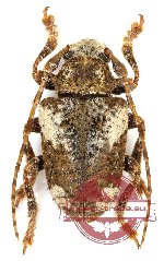 Lamiinae sp. 13B