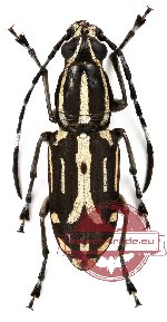 Xenocerus corae Gestro, 1875 (male A-)